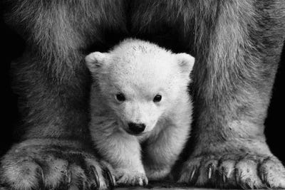 Bear Cub Black White Animal Photo Canvas Wall Art Print Poster